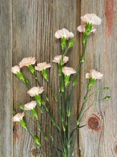 PEACH MINI CARNATIONS